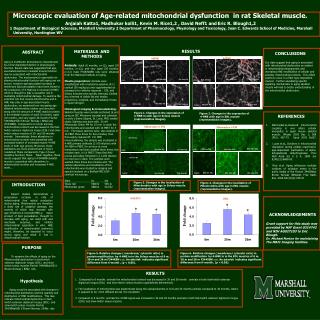 Microscopic evaluation of Age-related mitochondrial dysfunction in rat Skeletal muscle.