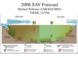 2006 SAV Forecast Michael Williams (UMCES/CBPO) TMAW, 12/7/06
