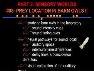 studying barn owls in the laboratory sound intensity cues sound timing cues