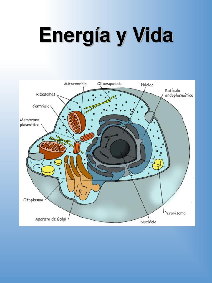 energ a y vida