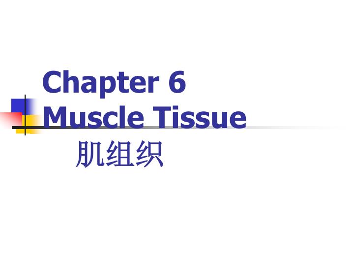 chapter 6 muscle tissue