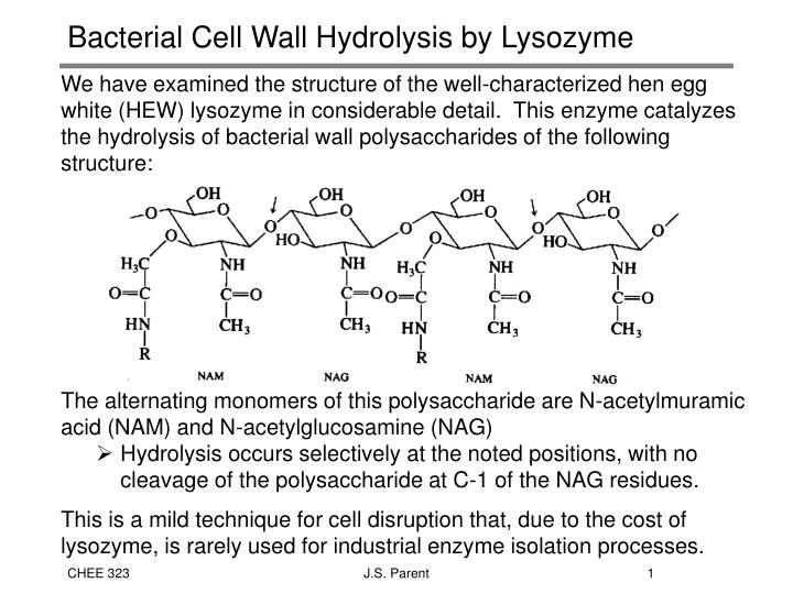 bacterial cell wall hydrolysis by lysozyme