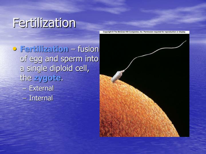 fertilization