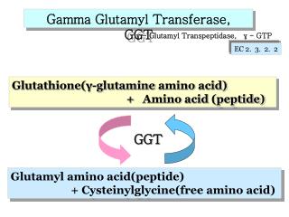 Glutathione(?-glutamine amino acid)