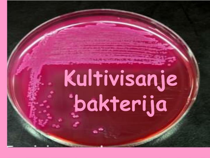 kultivisanje bakterija