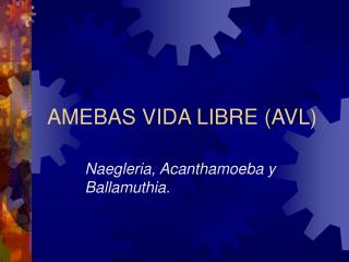 amebas vida libre avl