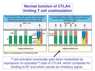 Normal function of CTLA4: limiting T cell costimulation