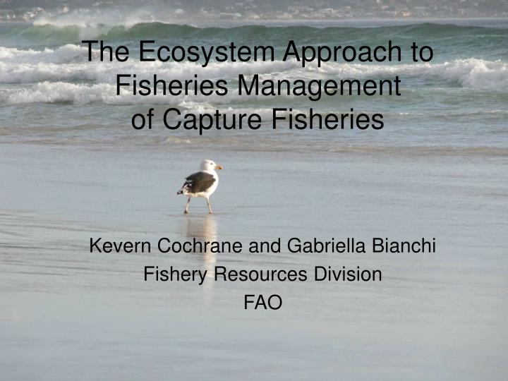 the ecosystem approach to fisheries management of capture fisheries