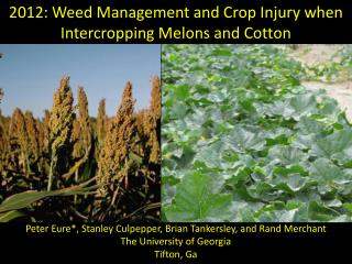 2012: Weed Management and Crop Injury when Intercropping Melons and Cotton