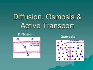 Diffusion, Osmosis &amp; Active Transport