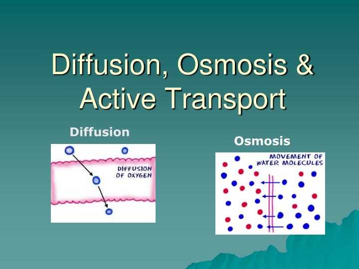 diffusion osmosis active transport