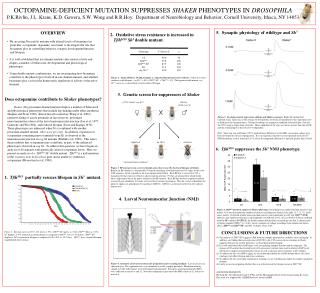 OCTOPAMINE-DEFICIENT MUTATION SUPPRESSES SHAKER PHENOTYPES IN DROSOPHILA