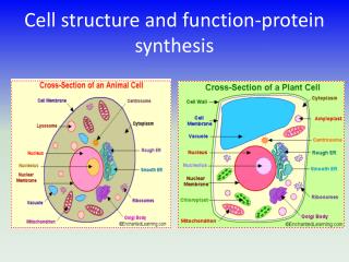 Cell structure and function-protein synthesis