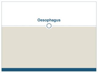 Oesophagus