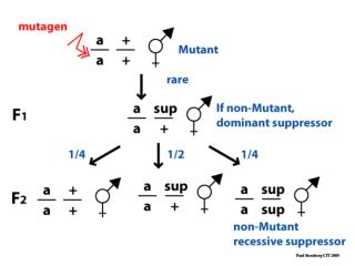 lecture 8. Epistasis and Pathways