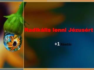 radik lis lenni j zus rt