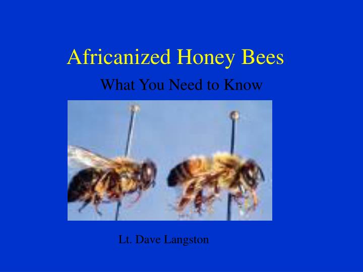 africanized honey bees
