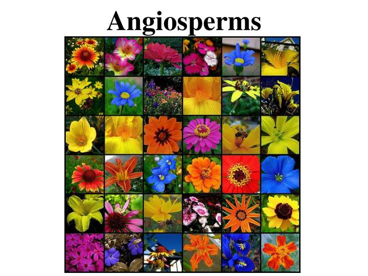 angiosperms