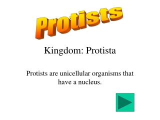 kingdom protista