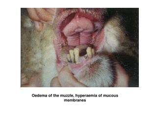 Oedema of the muzzle, hyperaemia of mucous membranes