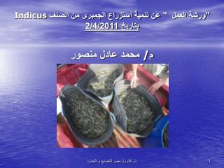 indicus 2 4 2011