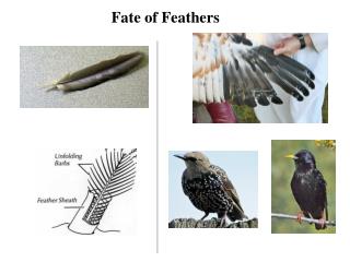 Fate of Feathers
