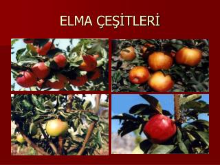 elma e tler