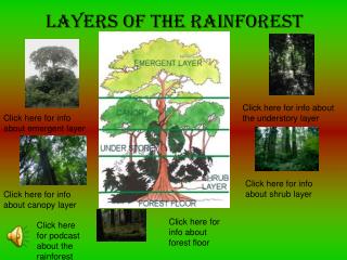 Layers of the rainforest