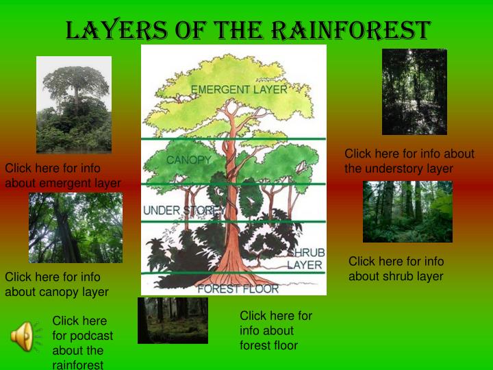 layers of the rainforest