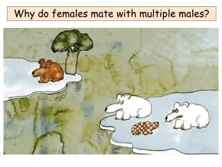 Why do females mate with multiple males?