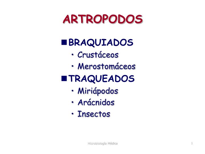 artropodos