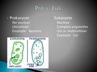 Pro v. Euk