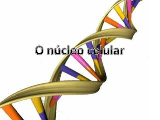 o n cleo celular