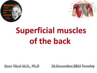 Superficial muscles of the back