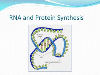 rna and protein synthesis