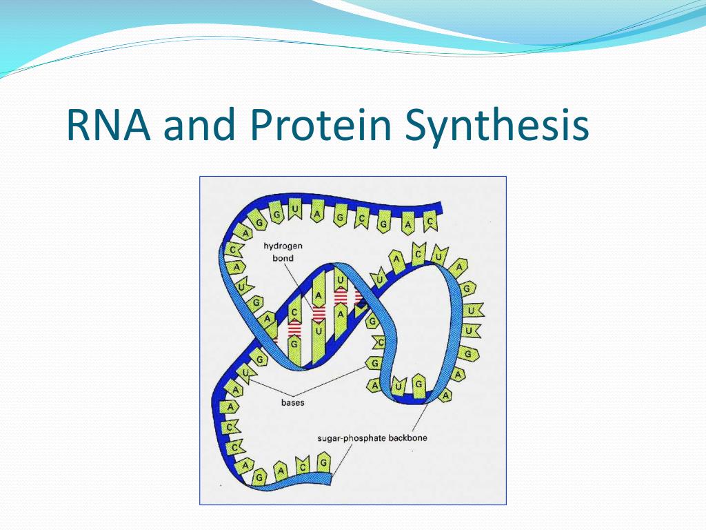 PPT - RNA and Protein Synthesis: A Guide to Transcription and ...