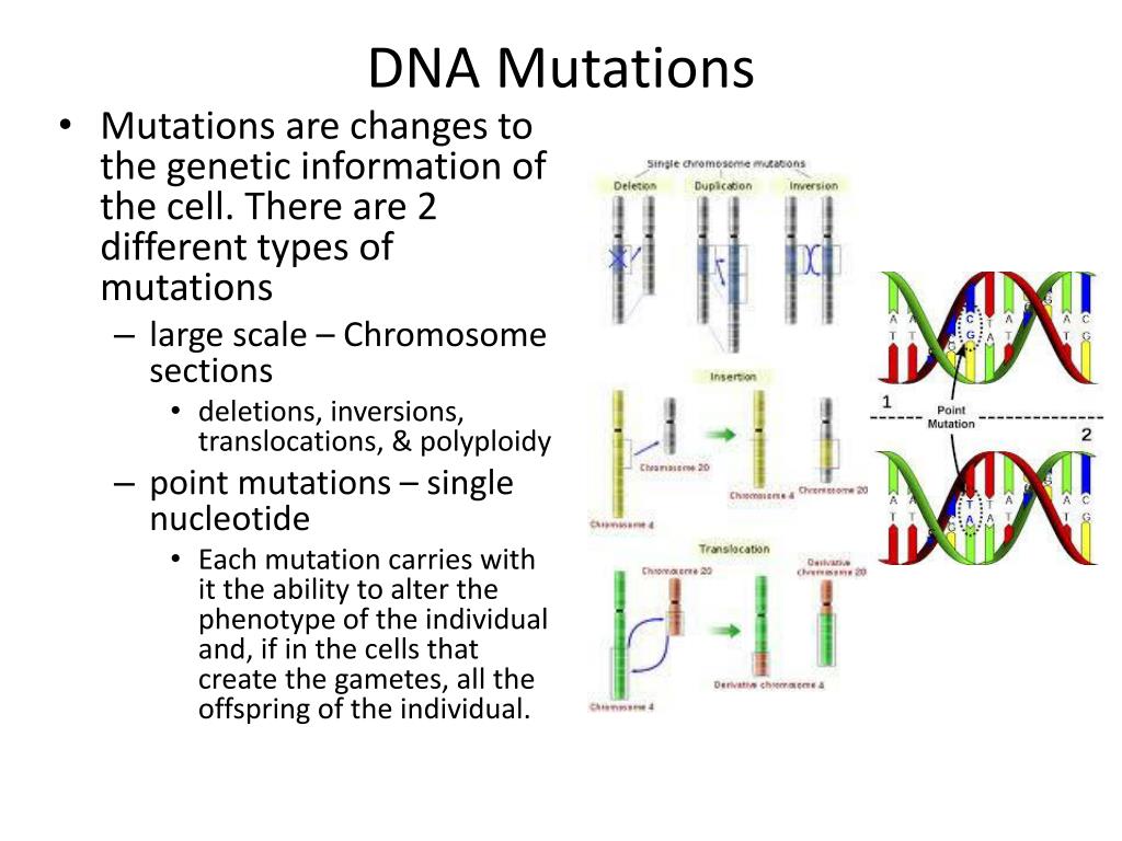 Mutations Description PPT - DNA Mutations PowerPoint Presentation, free download - ID:3435319