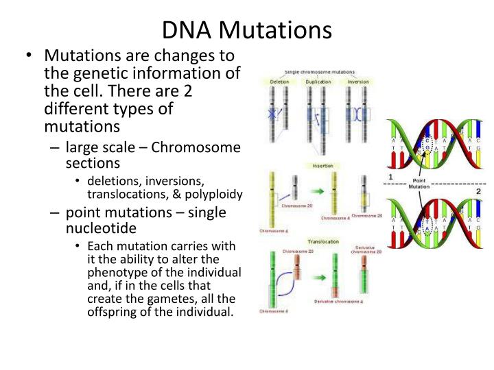 dna mutations