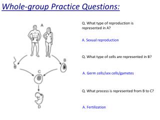 Whole-group Practice Questions: