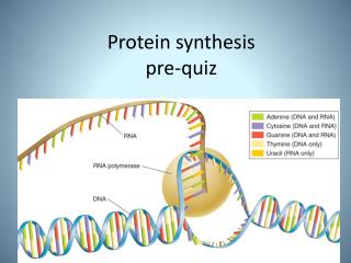 Protein synthesis pre-quiz