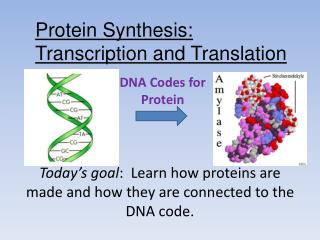 DNA Codes for Protein