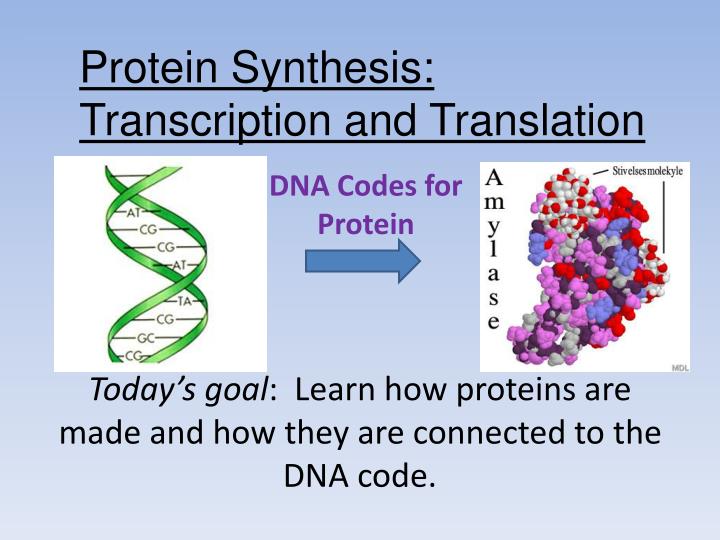 dna codes for protein