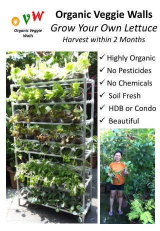 Organic Veggie Walls Grow Your Own Lettuce Harvest within 2 Months