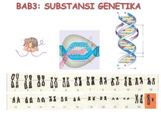 bab3 substansi genetika