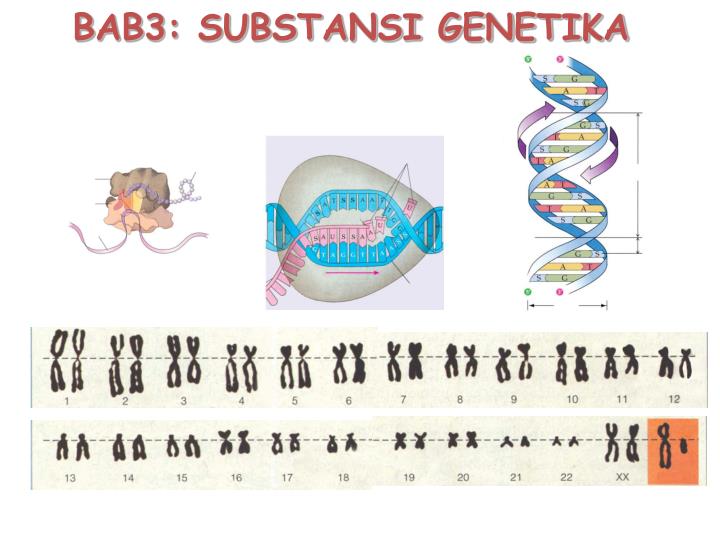 bab3 substansi genetika