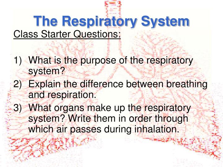 the respiratory system