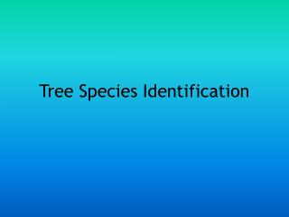 tree species identification