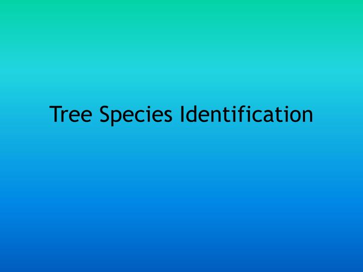 tree species identification