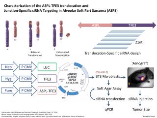 Characterization of the ASPL-TFE3 translocation and