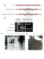 Gene Knockout Analysis of MoDcl1 and MoDcl2 with Flanking Probes and Hygromycin Resistance - slide 1